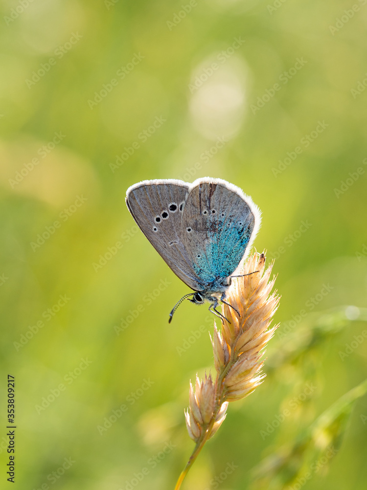 Obraz premium Green-underside blue (Glaucopsyche alexis) butterfly