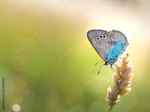 Green-underside blue (Glaucopsyche alexis) butterfly photo