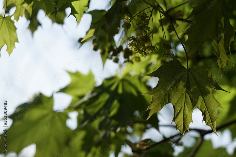 Maple leaves with blur green background, springtime Maple leaves with blur green background, springtime