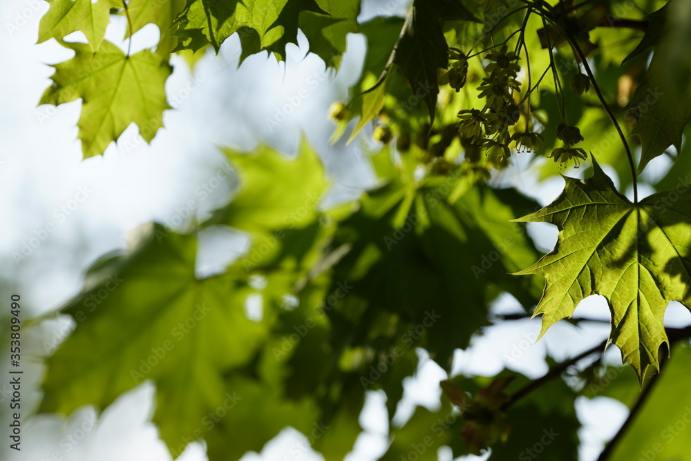Maple leaves with blur green background, springtime Maple leaves with blur green background, springtime