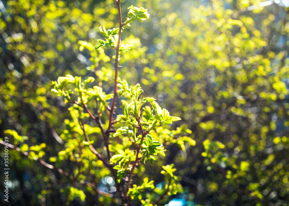 young green foliage illuminated by sun in city park on sunny spring day (focus on leaves on foreground) young green foliage illuminated by sun in city park on sunny spring day (focus on leaves on foreground)