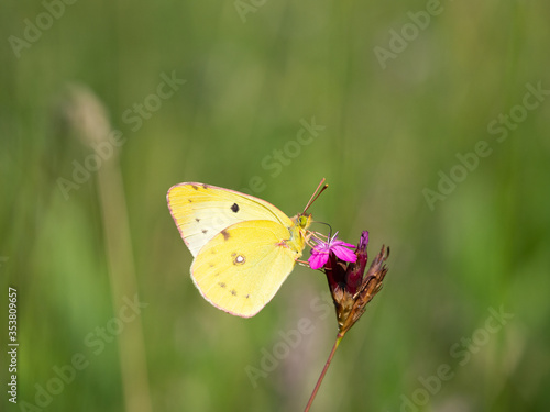 Berger's clouded yellow (colias alfacariensis) butterfly, sitting on meadow flower