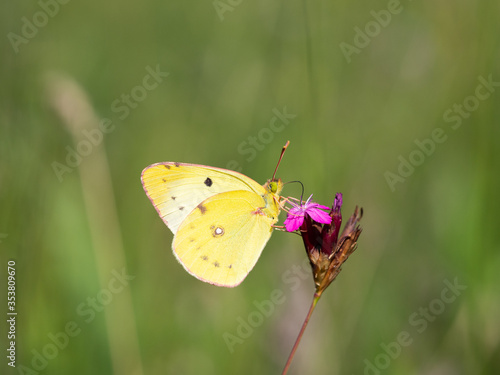 Berger's clouded yellow (colias alfacariensis) butterfly, sitting on meadow flower