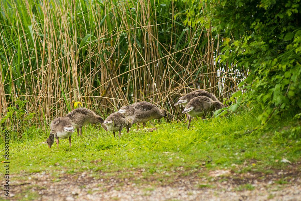 Geese grazing in a park by a lake