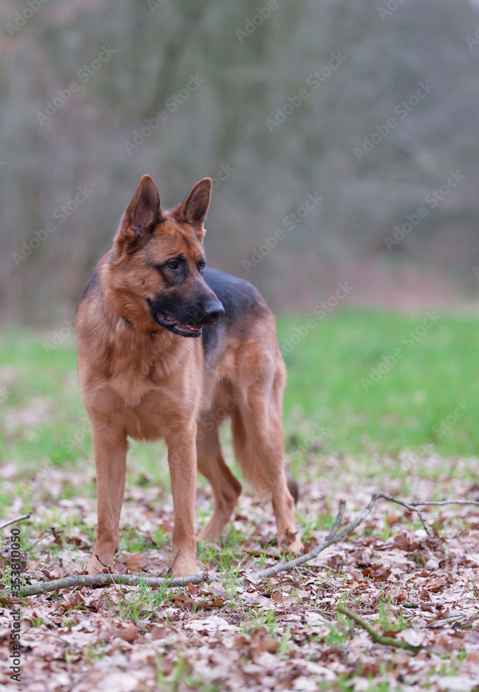 Portrait of a German Shepherd, 3 years old, standing in full body, in the forrest, autumn leafs on the ground Portrait of a German Shepherd, 3 years old, standing in full body, in the forrest, autumn leafs on the ground