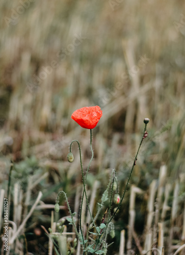Wallpaper Mural red poppy flower Torontodigital.ca