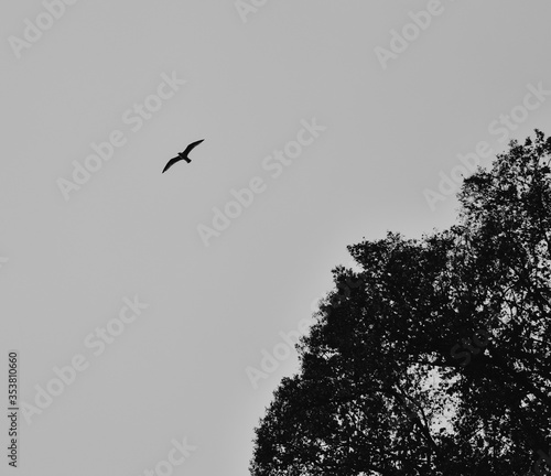 Wallpaper Mural birds in the sky Torontodigital.ca