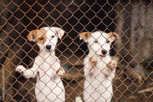 Funny puppies in cage in animal shelter