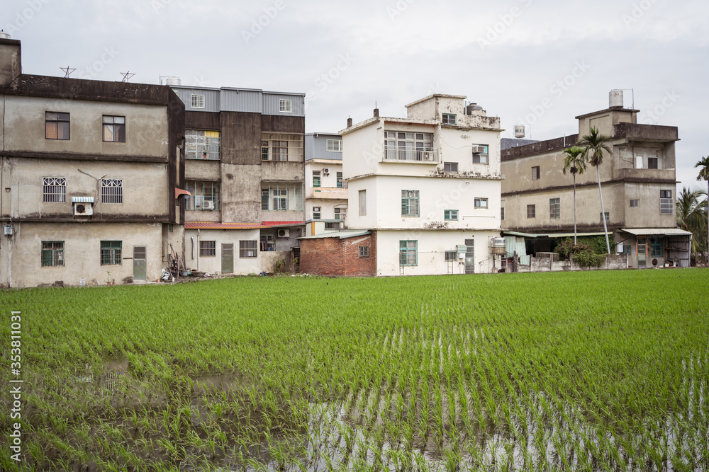 growing rice field flooded with water with buildings in the background in urban Hsinchu