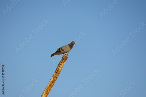 pigeon, clear sky background