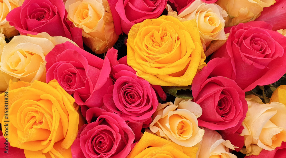 Multicolor rose flowers summer roses Multicolor rose flowers summer roses
