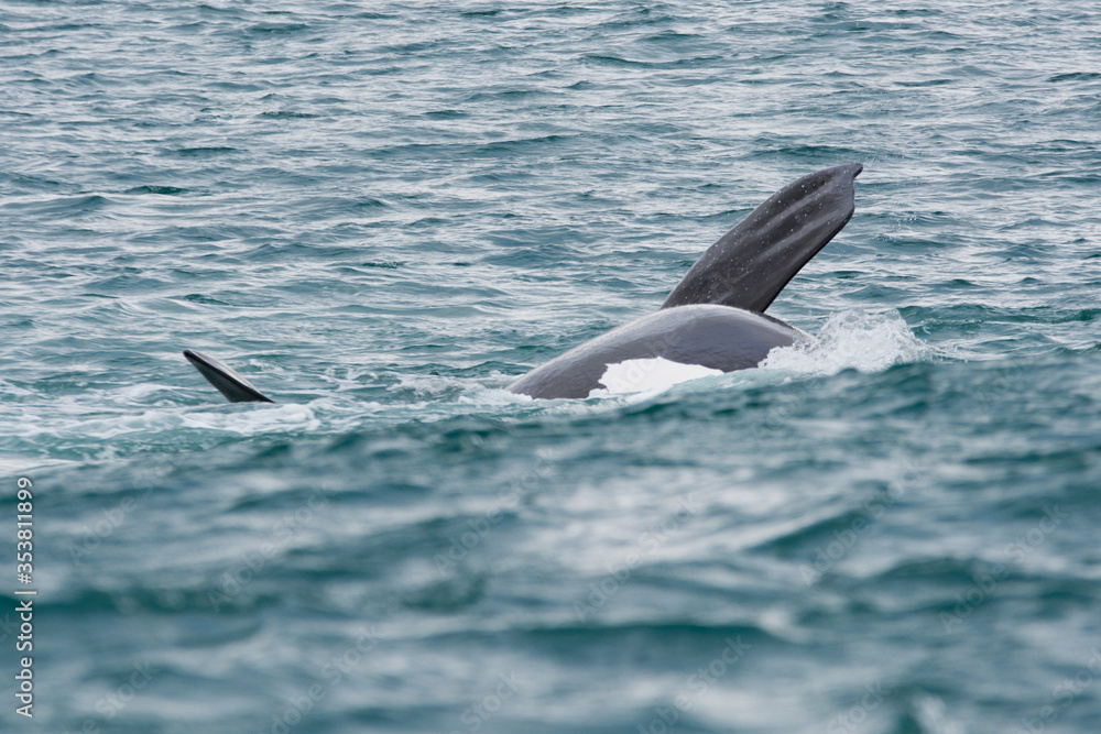 Fototapeta premium Southern right whale that travels just off the coast of Hermanus in South Africa.