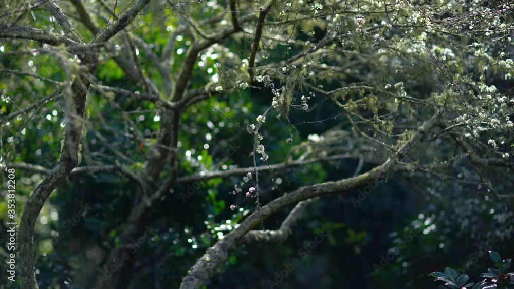 Blooming chinese cherry tree swaying in the wind with beams of web shining in the sun light. Blooming chinese cherry tree swaying in the wind with beams of web shining in the sun light.