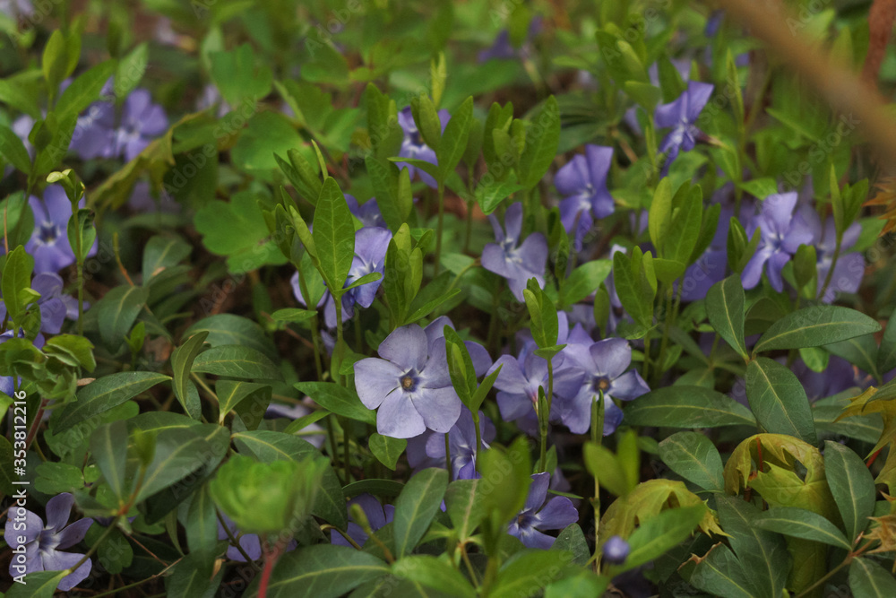 Blue periwinkle (Vinca) flowers in the garden. Blue periwinkle (Vinca) flowers in the garden.