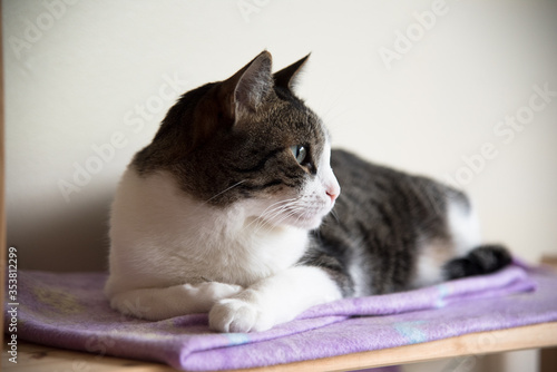 Tabby cat resting eyes fixed