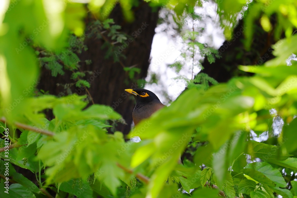 a myna sitting on the black babul tree and around green blur mulberry  leaves frame background