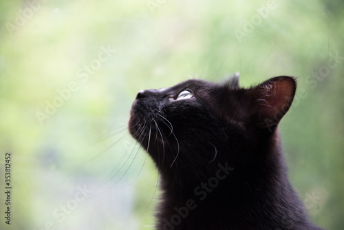 Black cat portrait side profile looking forward
