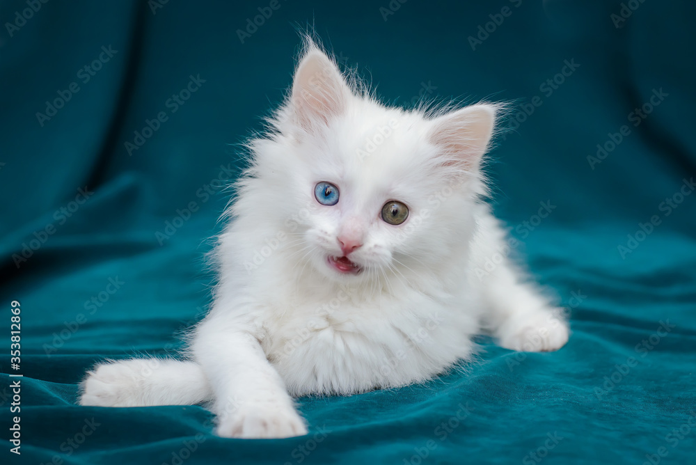 White fluffy kitten with multicolored eyes is lying