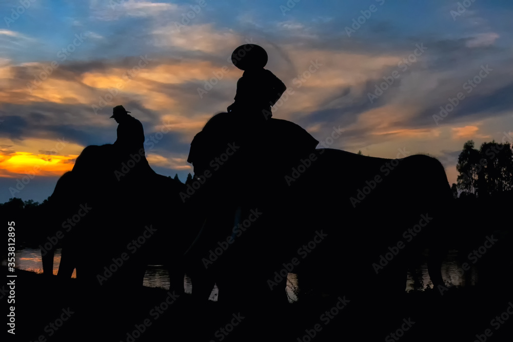 Silhouette picture of local villagers with the elephants. Taken at Surin Province in Thailand.