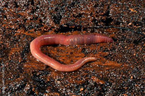 Kompostwurm (Eisenia fetida) - redworm photo