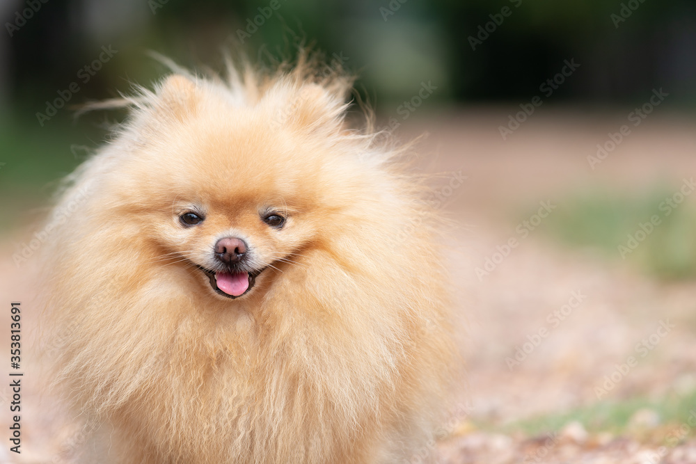 Cute dog pomeranian standing in garden and making funny face feeling so happiness and fun,Selective focus,Dog Friendly Concept. Cute dog pomeranian standing in garden and making funny face feeling so happiness and fun,Selective focus,Dog Friendly Concept.
