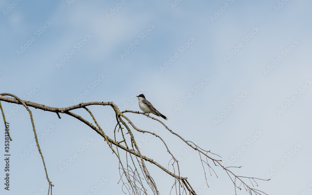 Eastern kingbird perching on the branch.
Eastern kingbird perching on the branch.
