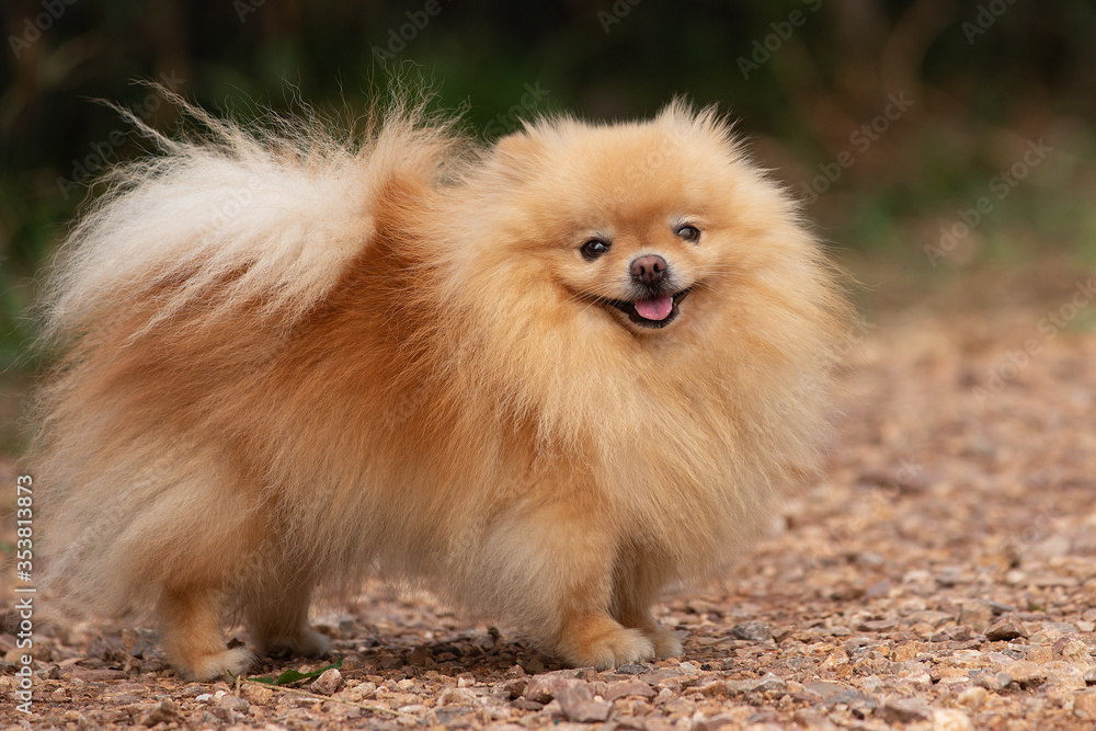 Cute dog pomeranian standing in garden and making funny face feeling so happiness and fun,Selective focus,Dog Friendly Concept. Cute dog pomeranian standing in garden and making funny face feeling so happiness and fun,Selective focus,Dog Friendly Concept.