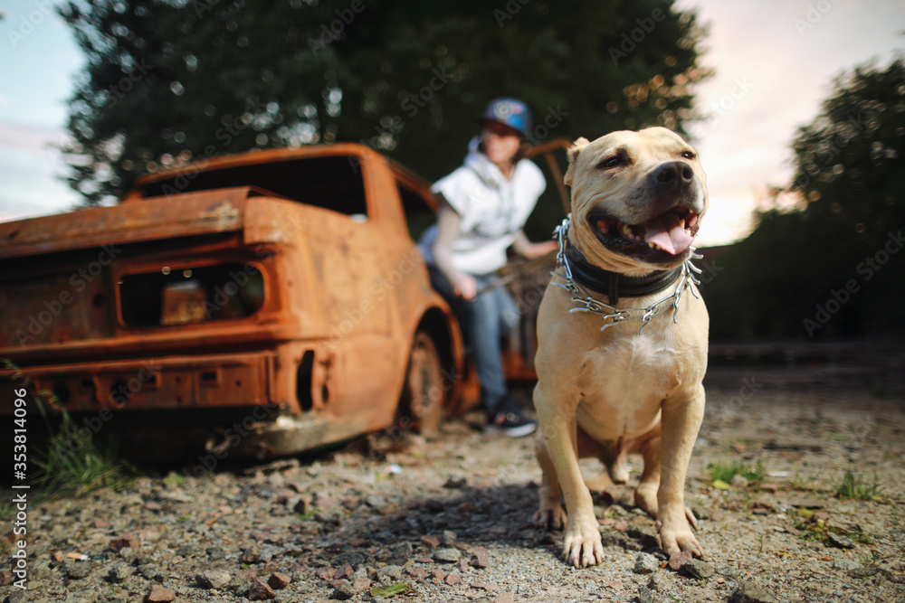 Caucasian woman in baseball cap and jeans with American Stafford dog outside near old and burnt car over beautiful sunset 