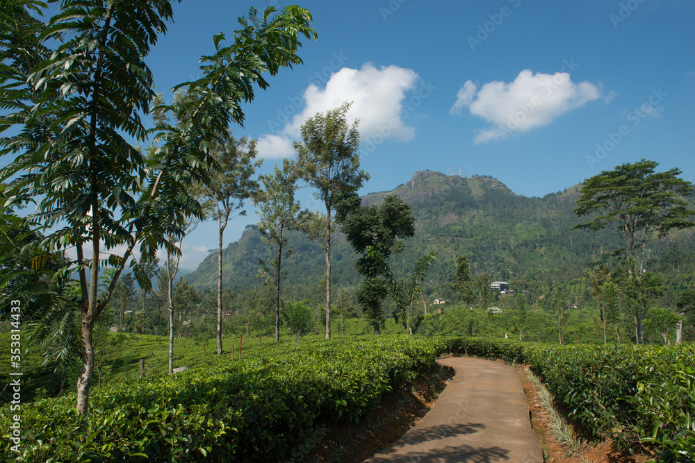 Path through the tea plantation, Sri lanka
