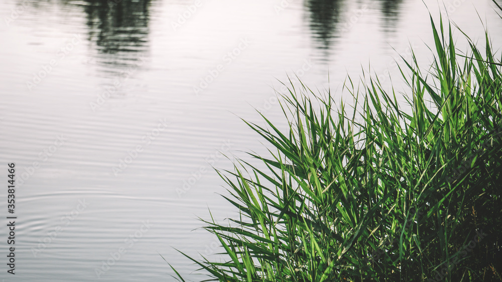 Obraz premium Tall green grass near the lake 