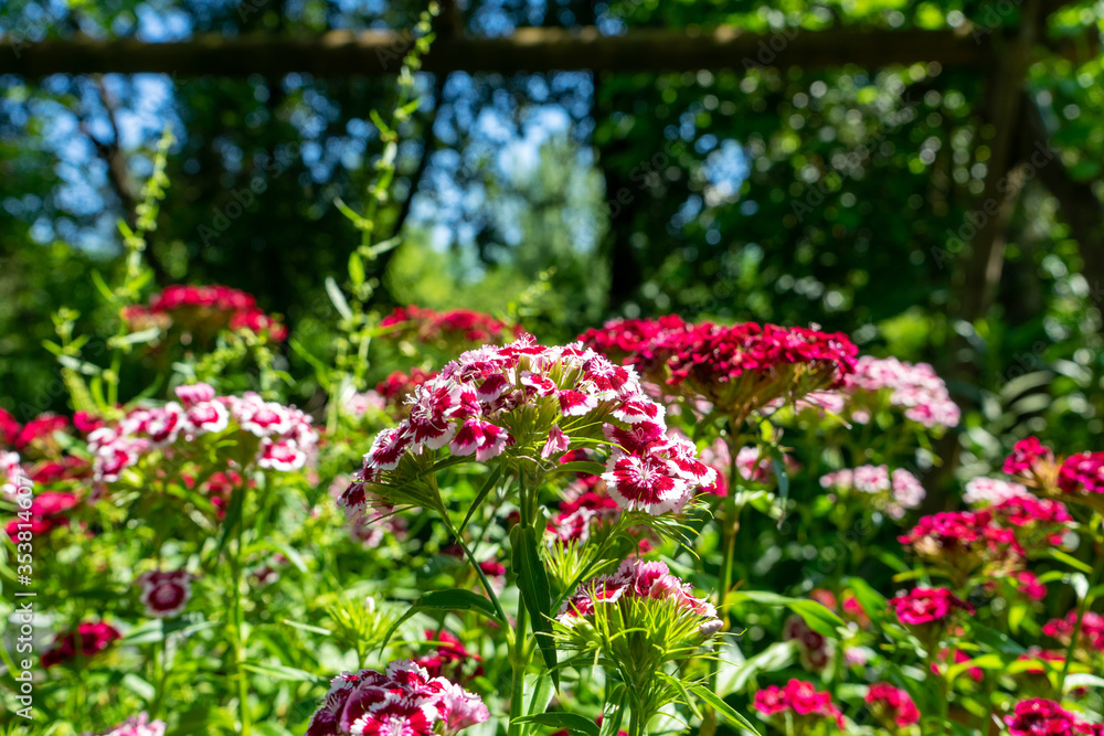 red and pink flowers in the garden