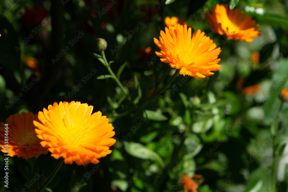 orange flower in the garden orange flower in the garden