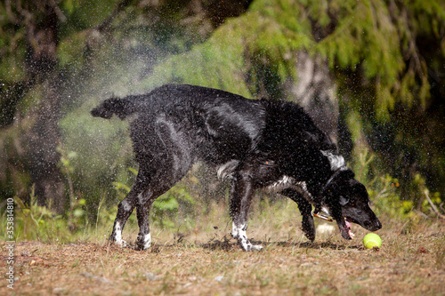 Dog shaking off water i summer mid day light