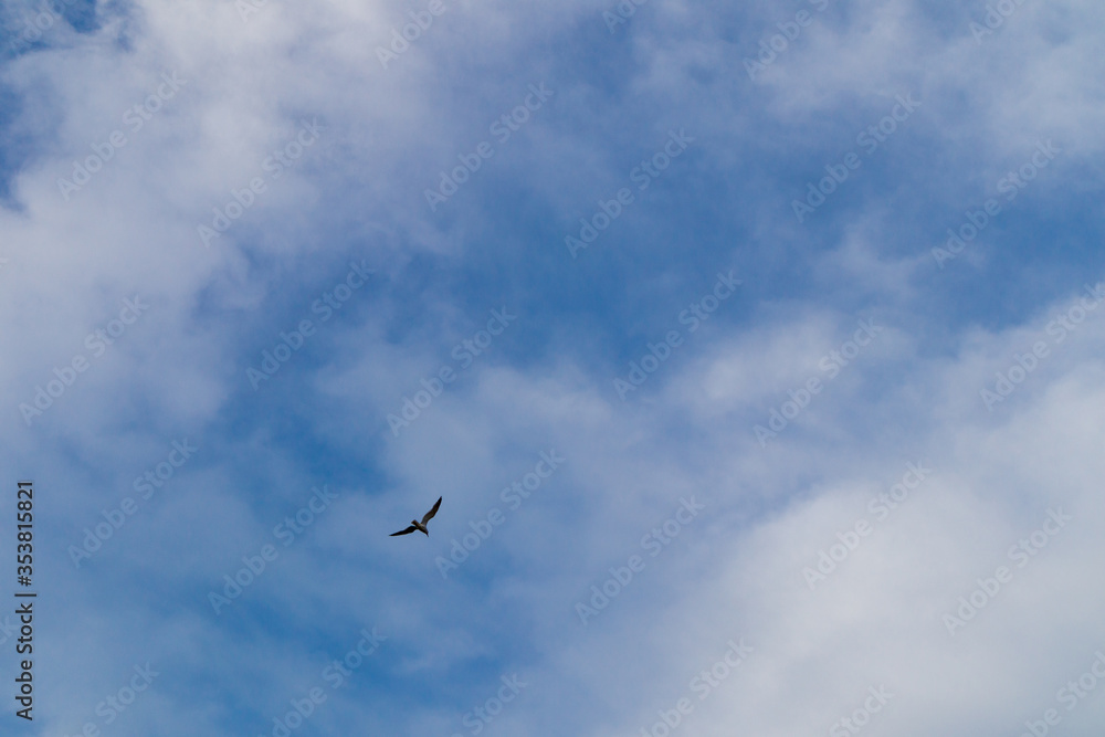 Sun shining and bird flying over a heavenly blue sky.