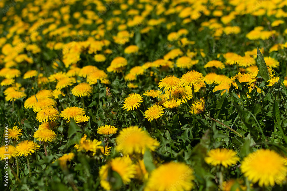 A field of yellow dandelions. A field of yellow dandelions.