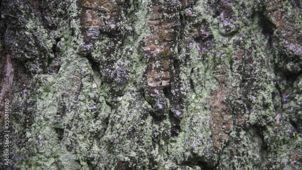 Close-up of a tree trunk. Moss, lichen, bumpy bark. Raindrops trickle down the tree's bark. Moisture and dampness. Background, texture. Close-up of a tree trunk. Moss, lichen, bumpy bark. Raindrops trickle down the tree's bark. Moisture and dampness. Background, texture.