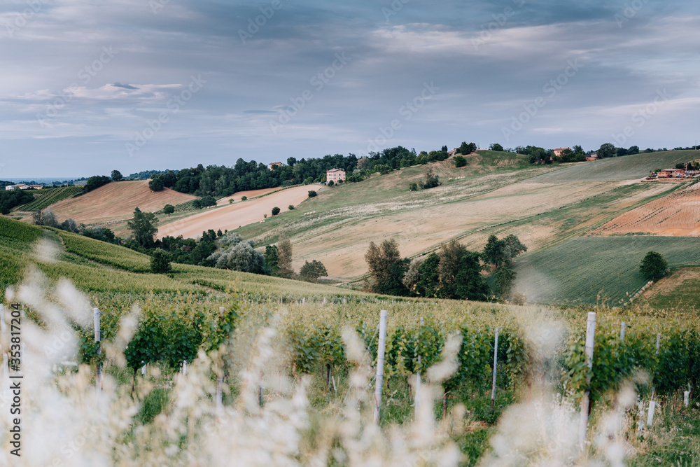 Green vineyards and wonderful sky, idyllic landscape. Italy