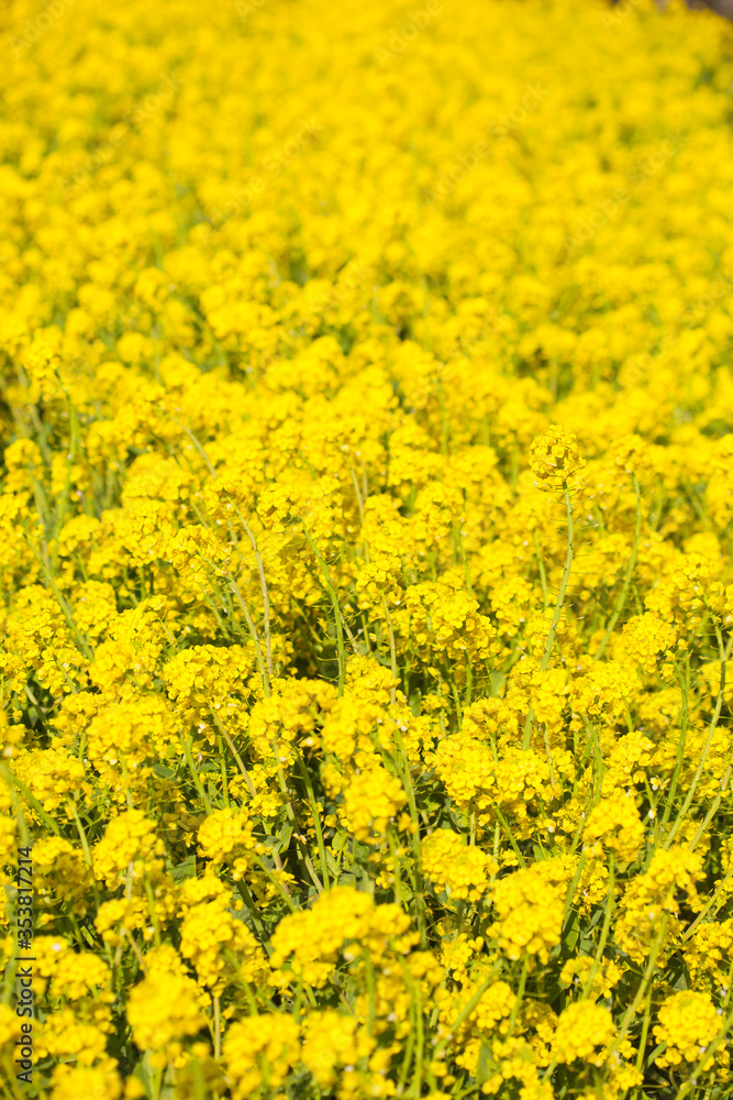 4月(春に咲く菜の花) 4月(春に咲く菜の花)
