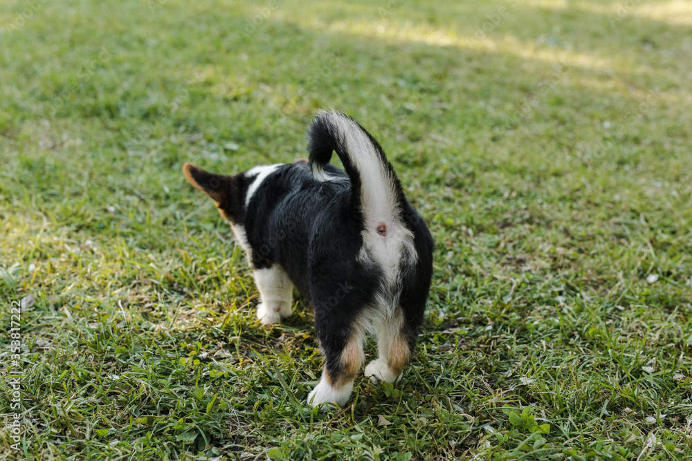 black and white Corgi puppy on the grass black and white Corgi puppy on the grass
