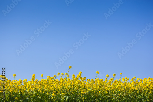 ４月(春に咲く菜の花)