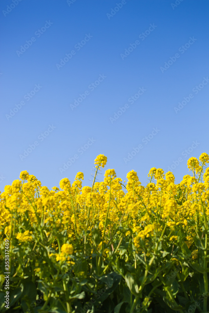 4月(春に咲く菜の花) 4月(春に咲く菜の花)