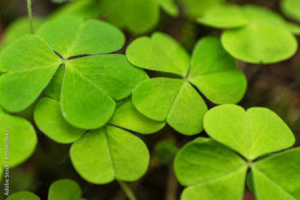 close up of three leaf clovers field. close up of three leaf clovers field.