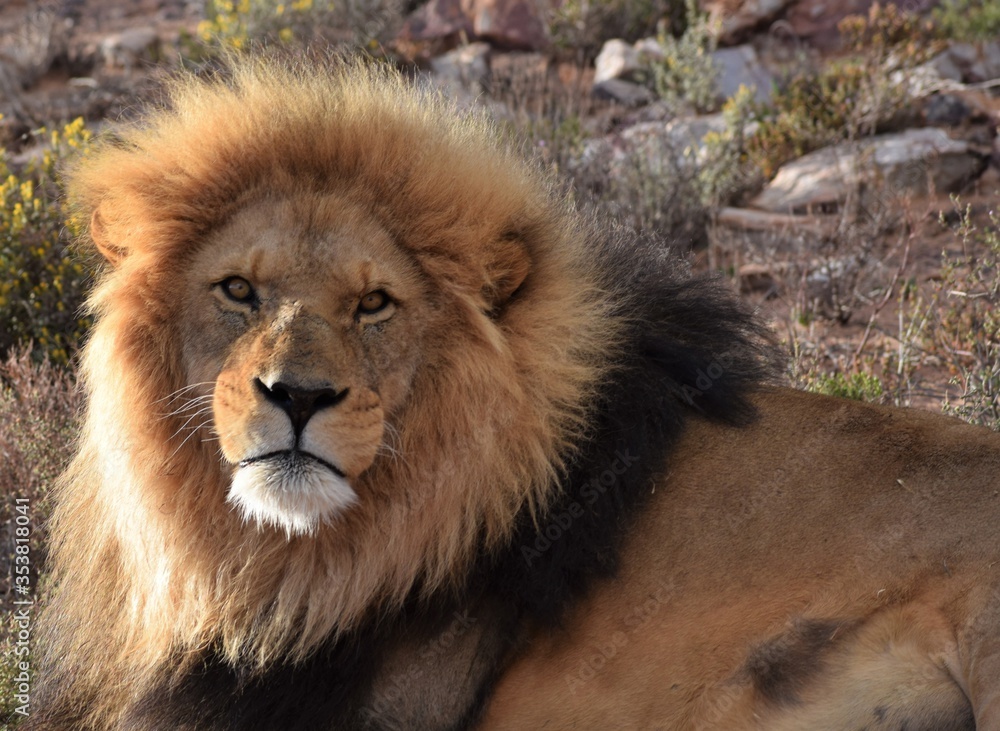 Male lion in safari bush