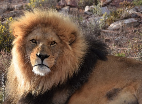 Male lion in safari bush