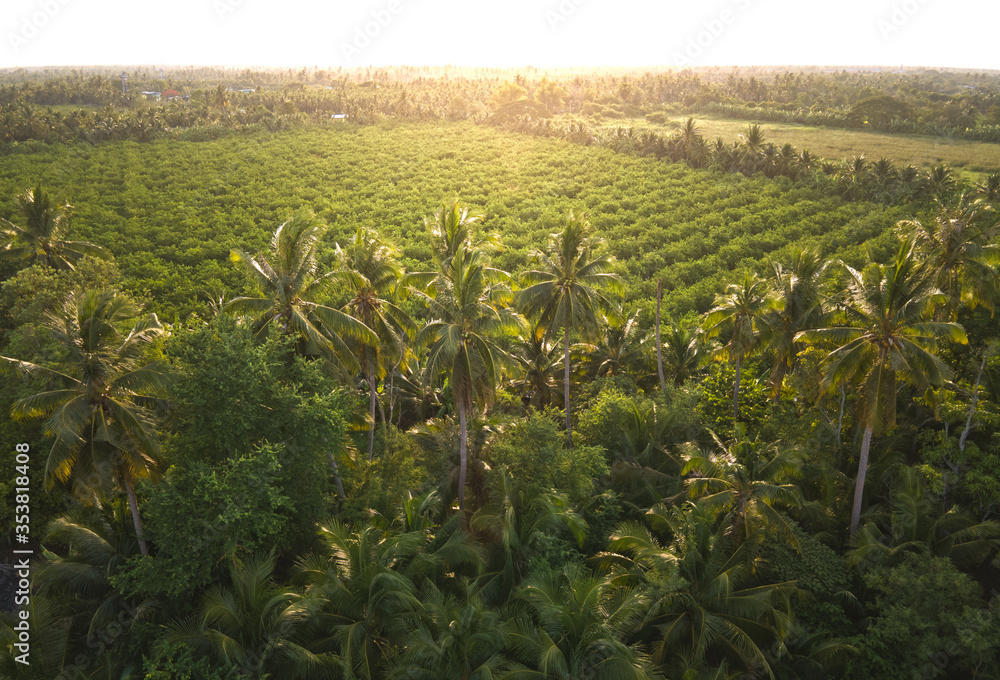 Aerial view of scenery of beautiful palm trees in sunset time. Aerial view of scenery of beautiful palm trees in sunset time.
