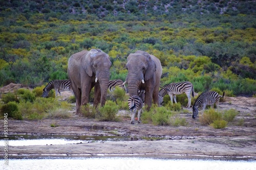 Elephants and zebra in the safari bush