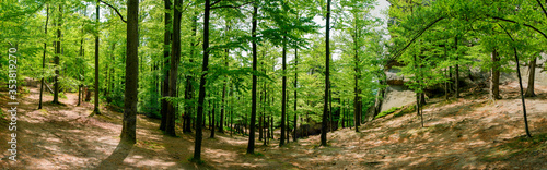 Fototapeta Naklejka Na Ścianę i Meble -  Beauitful green forest photo. Pine trees and a path in the forest. Summer mountain background. Rila mountain, Bulgaria