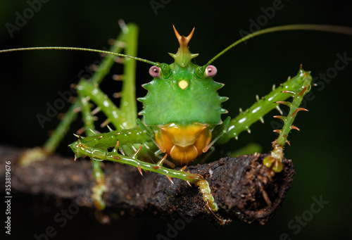Фотография Close-up of a gorgeous Spiny devil katydid (Panacanthus cuspidatus)
