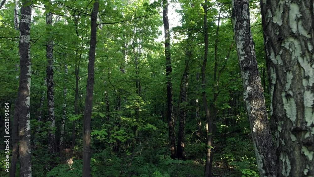 In a green forest among green trees In a green forest among green trees