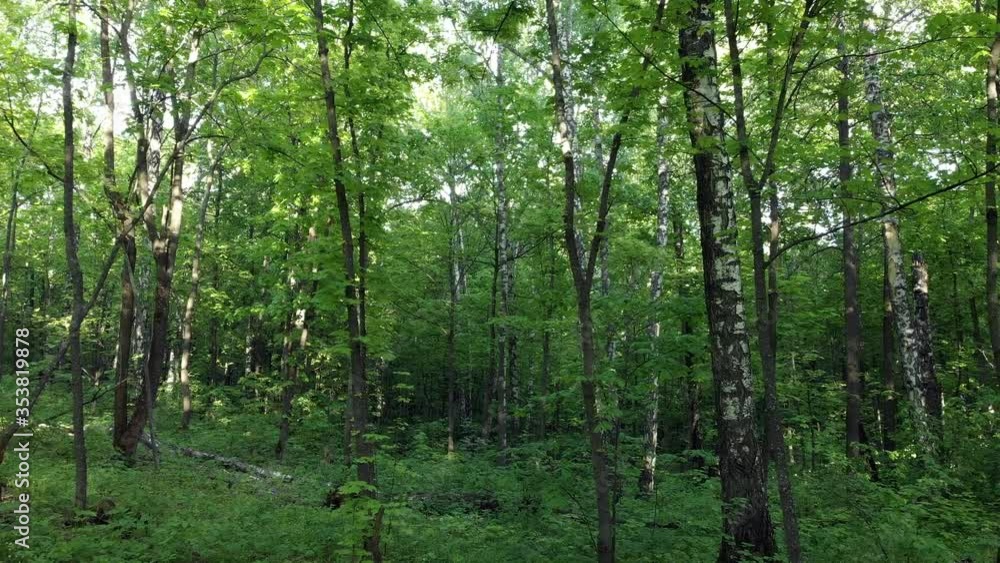 In a green forest among green trees In a green forest among green trees